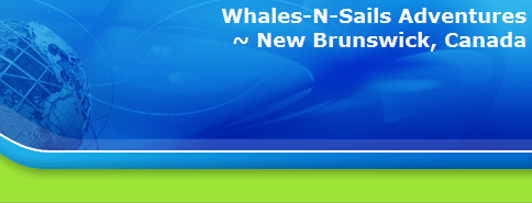 Whales-N-Sails Adventures
~ New Brunswick, Canada